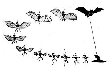 Bat Evolution