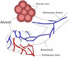 Bronchi and Alveoli
