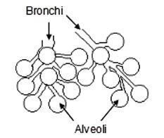 Bronchi and Alveoli