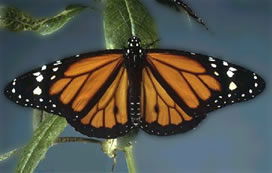 Monarch Butterfly