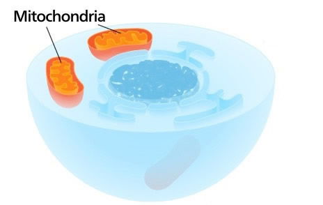 Mitochondria