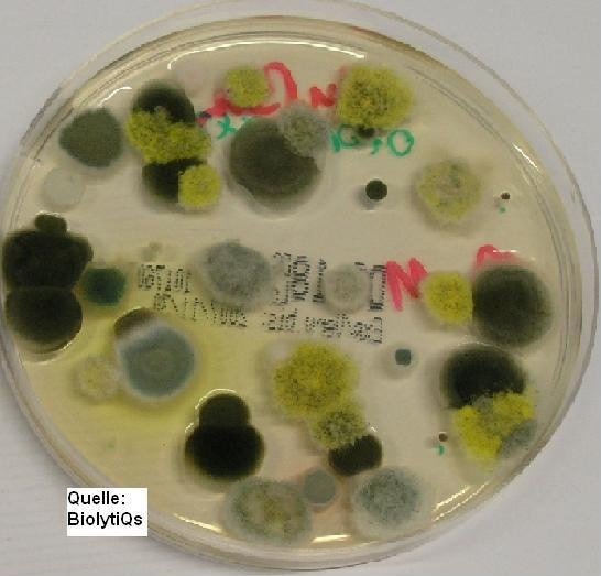Mold Growing in Petri Dish