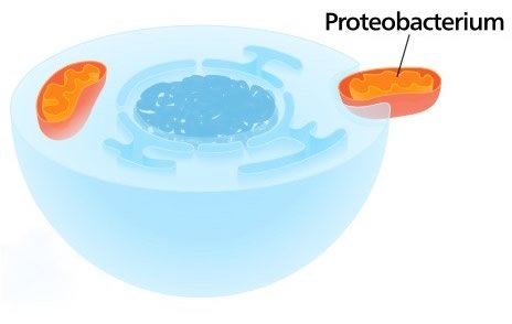 Proteobacterium