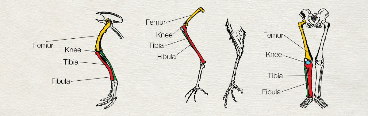 Similarity of Leg Bones