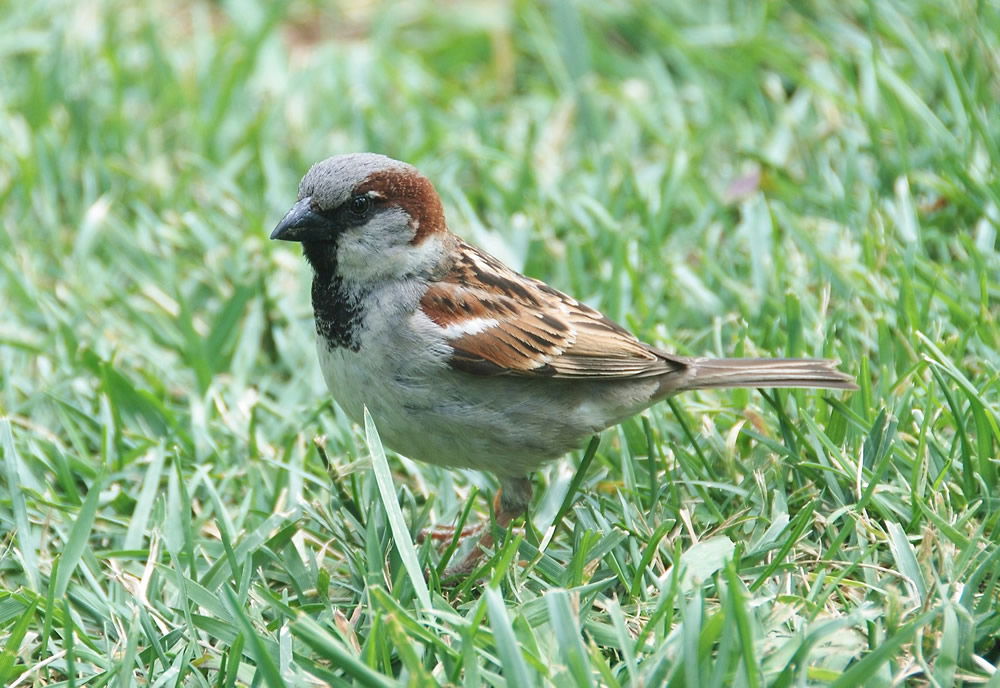 Sparrow