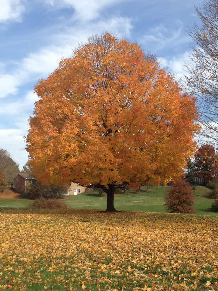 Tree in Autumn