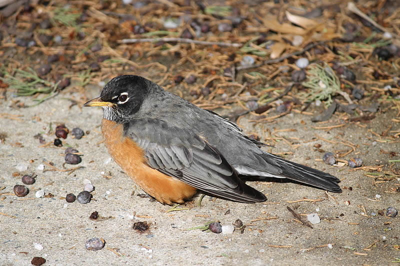 American Robin