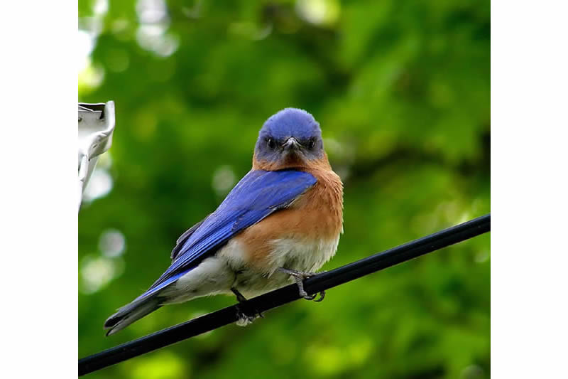 Eastern Bluebird