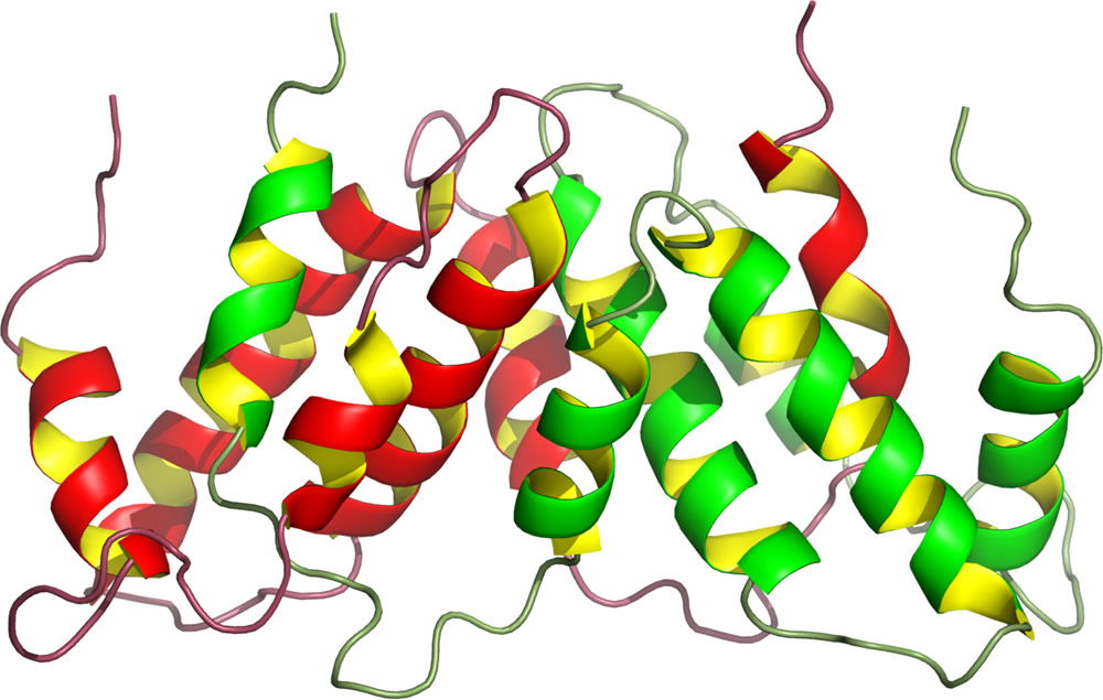 Interferon Gamma