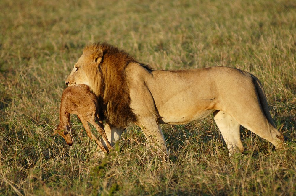 Lunch for a Lion