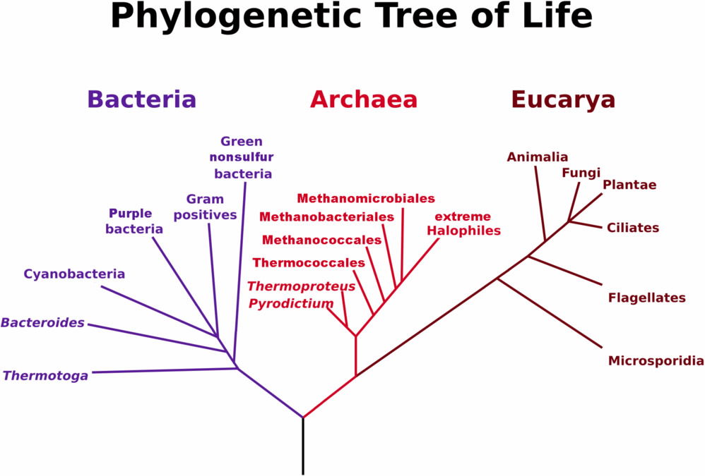 meaning of phylogenetic in biology