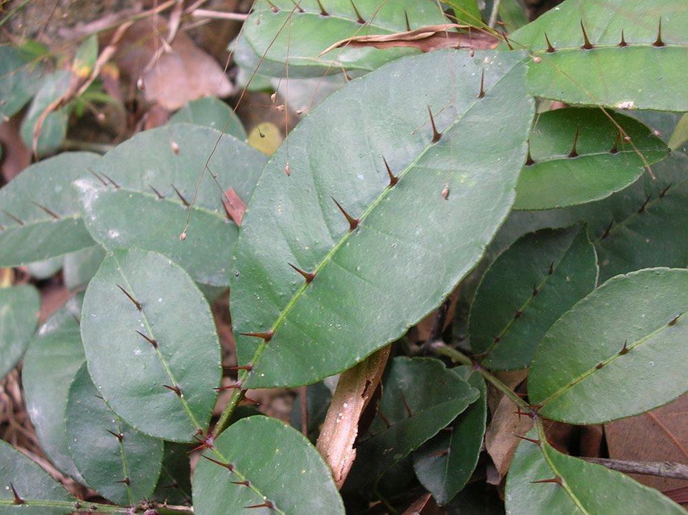 Thorny leaves