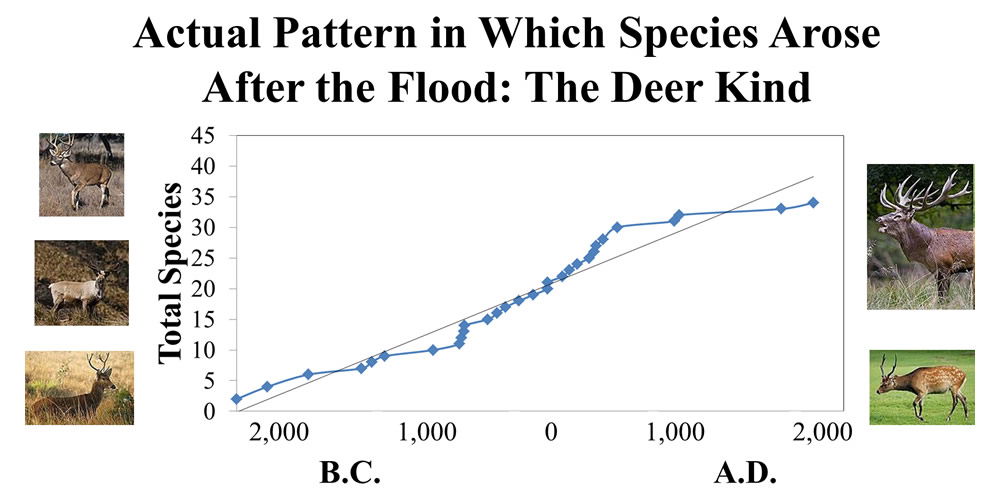 Actual Pattern Species Arose