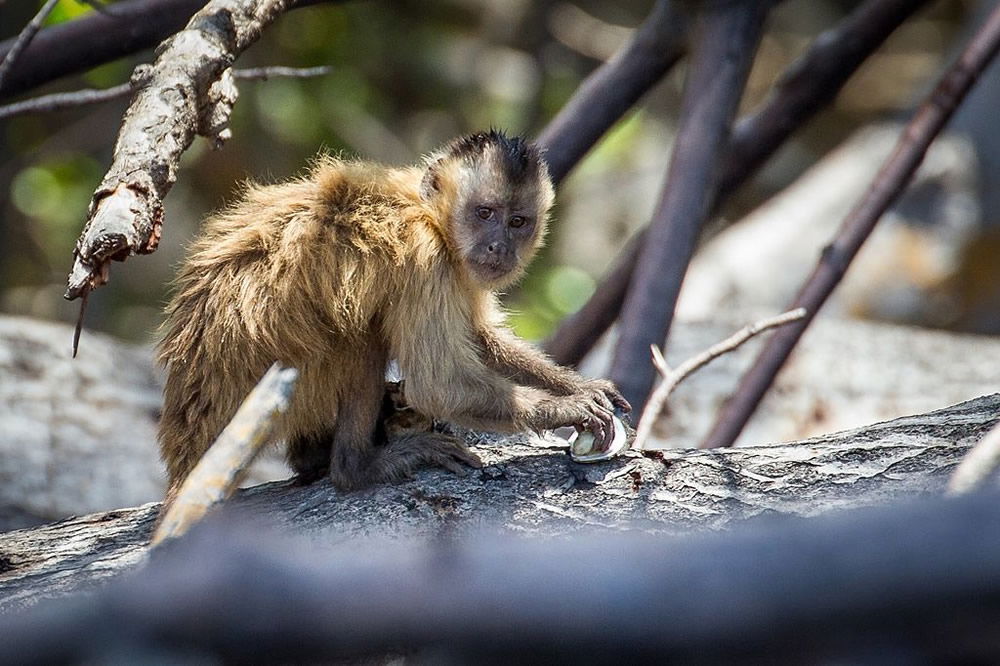 Bearded Capuchin Monkey