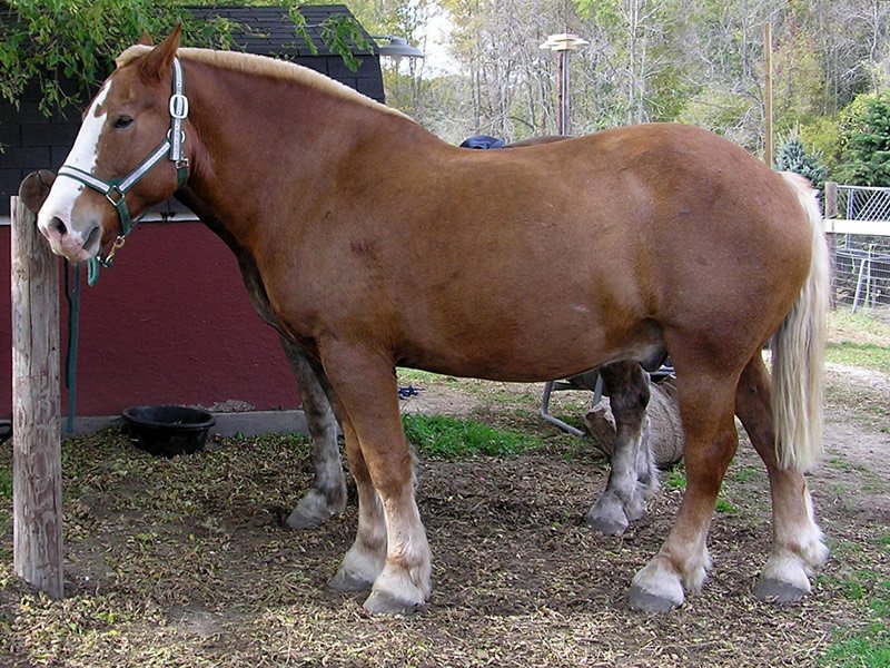 Belgian draft horses