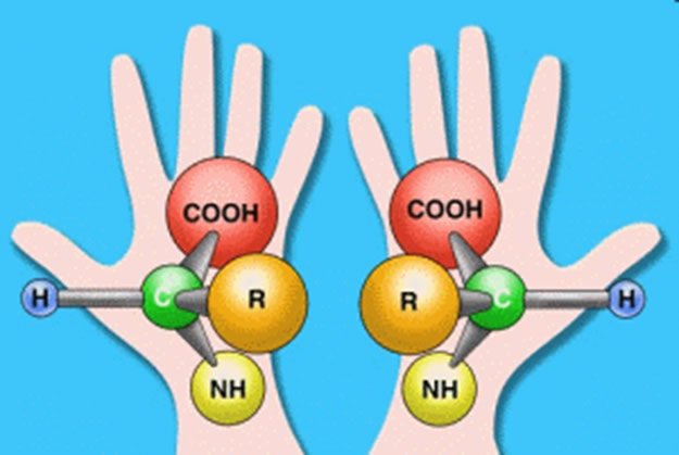 Chiral Molecules over Human Hands