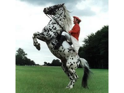 Danish race horse