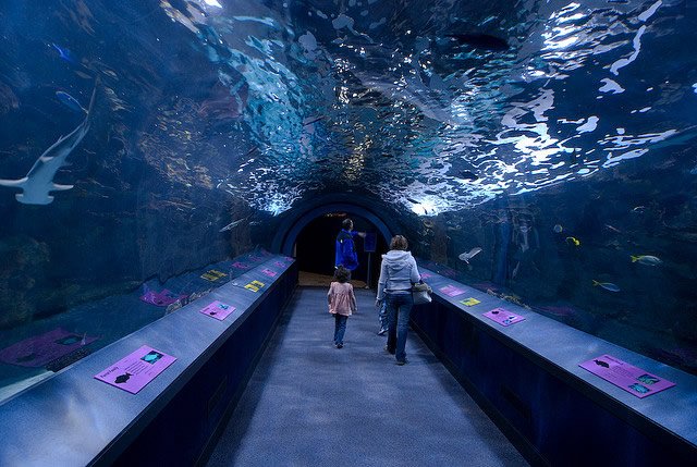kentucky aquarium shark bridge