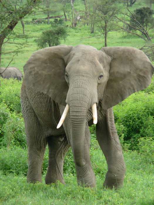 African Elephant