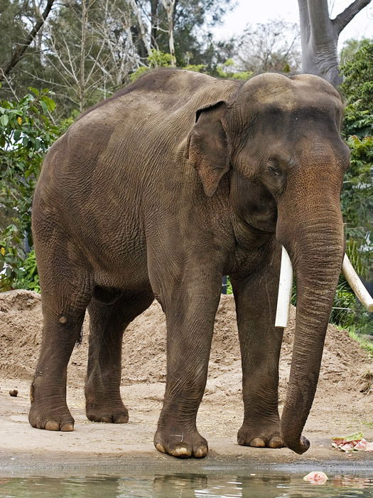 Asian Elephant