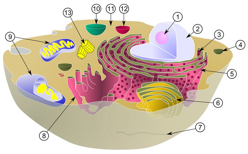 Biological Cell