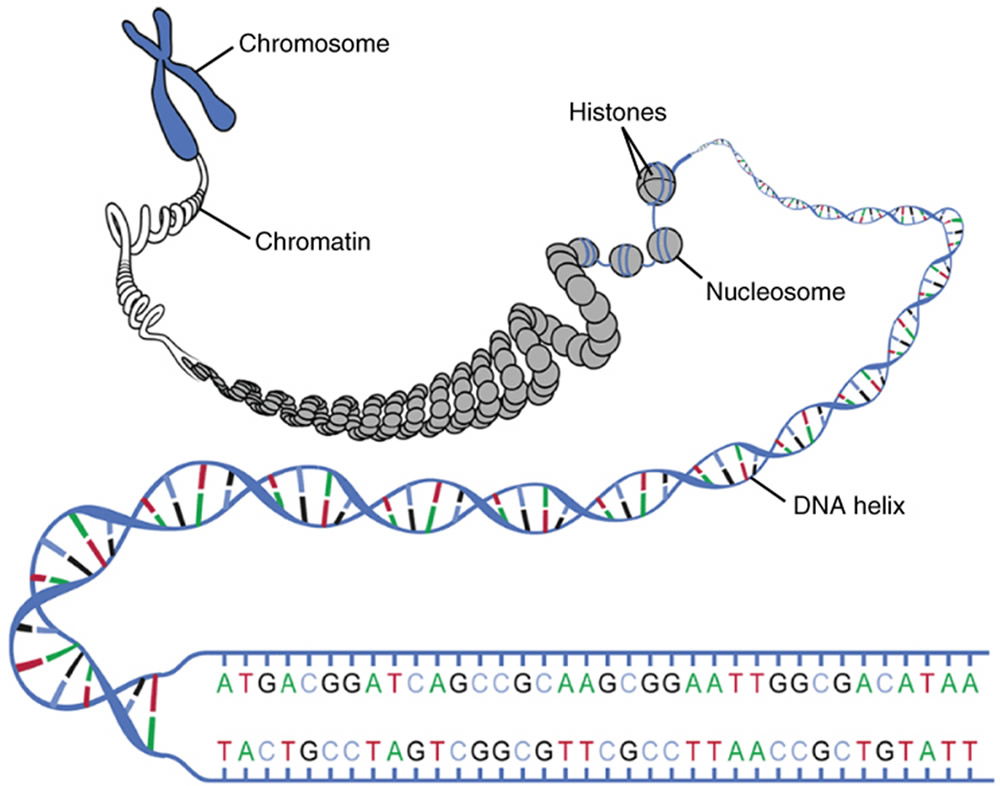 Chromosome