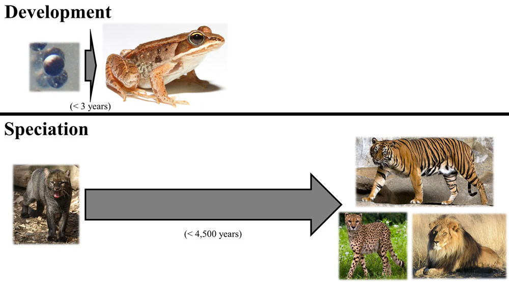 Development vs. Speciation