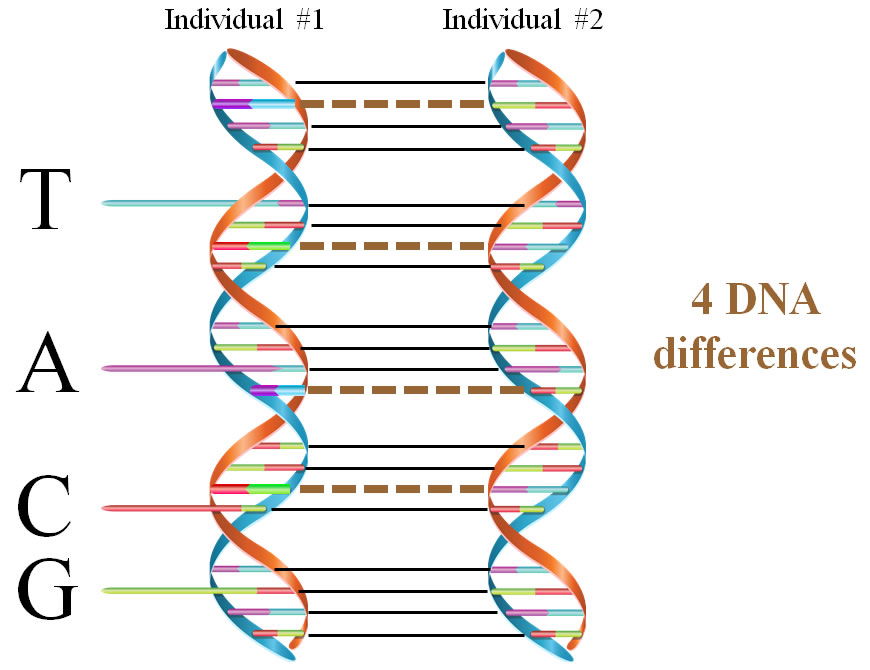 DNA