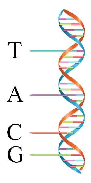 DNA