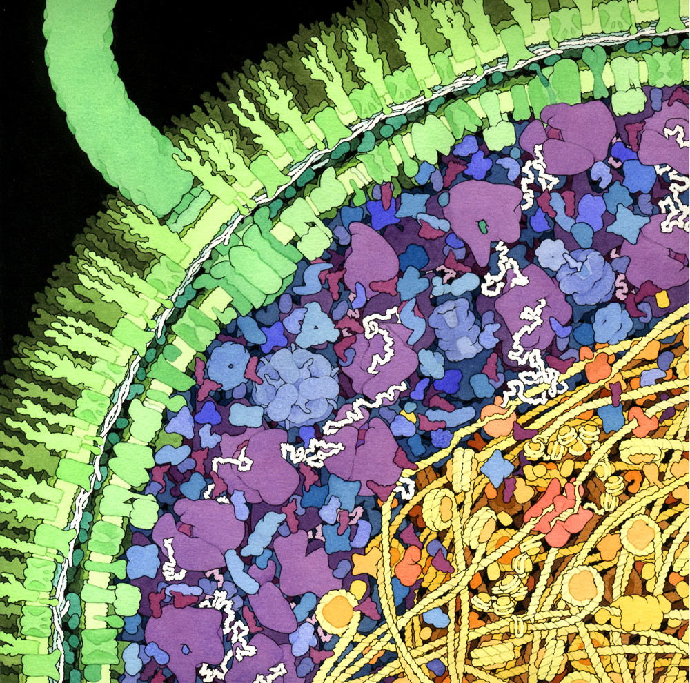 Escherichia coli