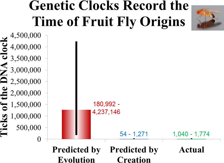 Genetic Clocks Record the Time of Fruit Fly Origins