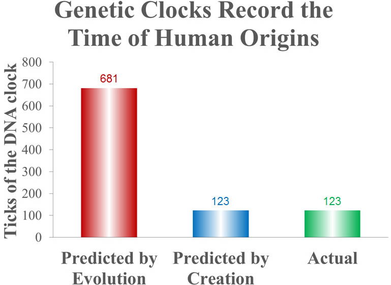 Genetic Clocks Record the Time of Human Origins