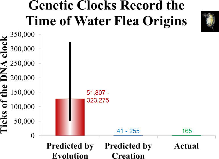 Genetic Clocks Record the Time of Water Flea Origins