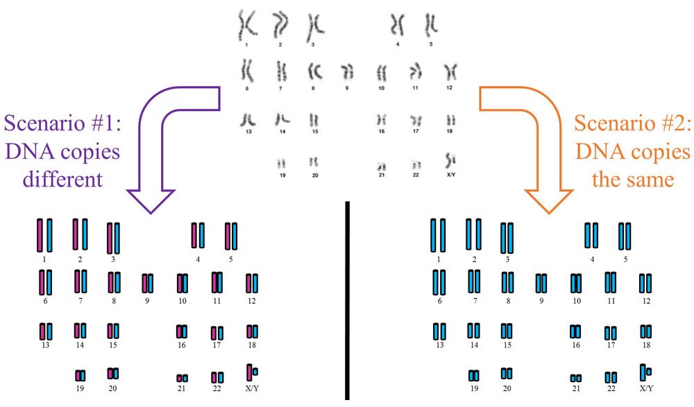 Human Male Karyotype