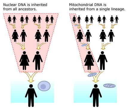 Mitochonidrial DNA vs. Nuclear DNA