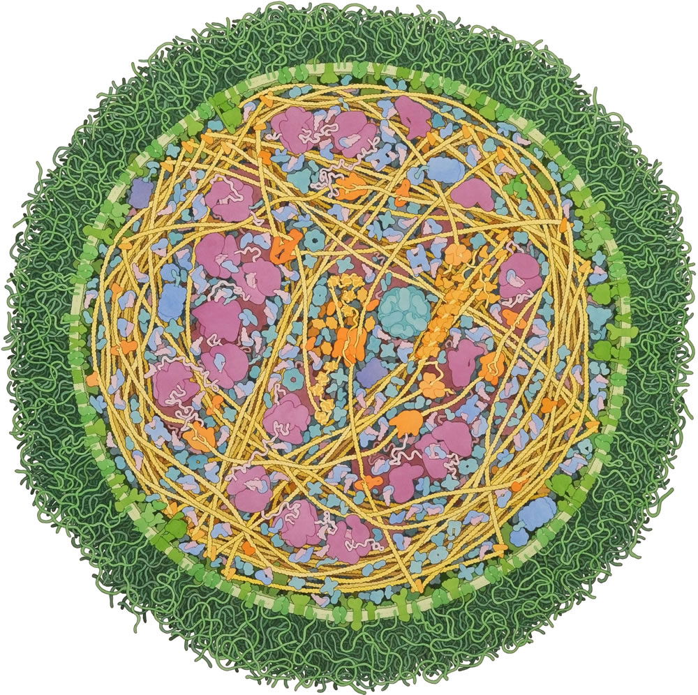 Mycoplasma