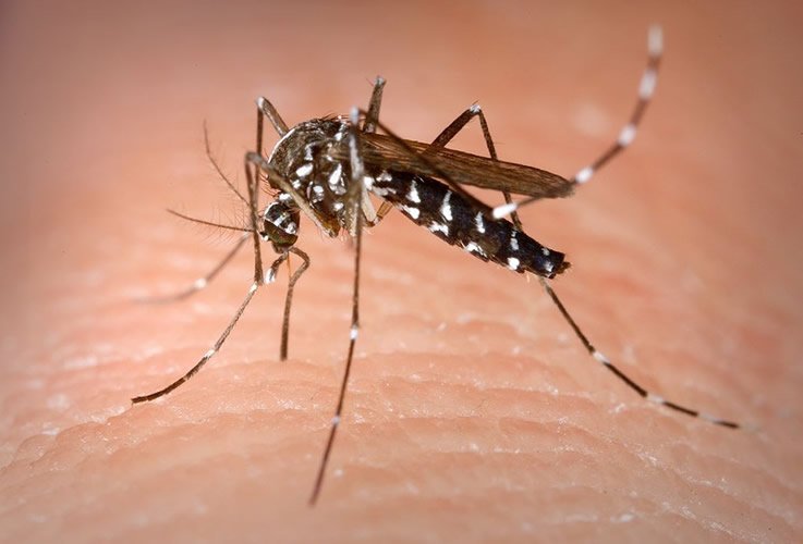 Aedes albopictus Female Mosquito