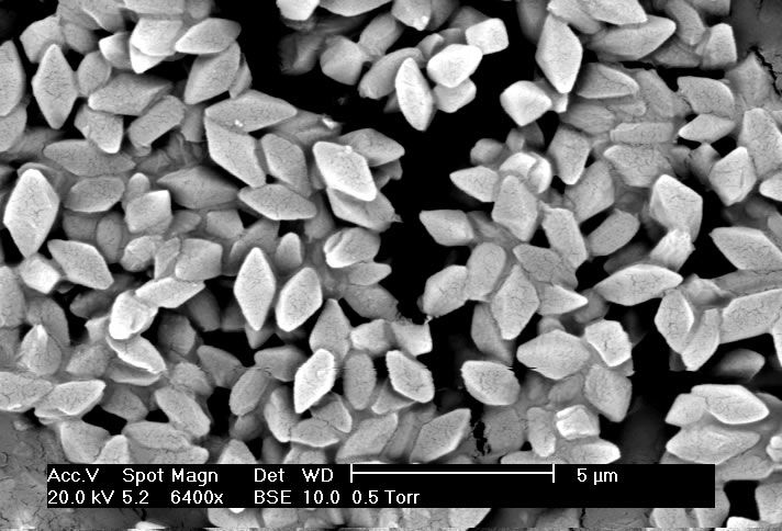 Crystals of Bt-toxin