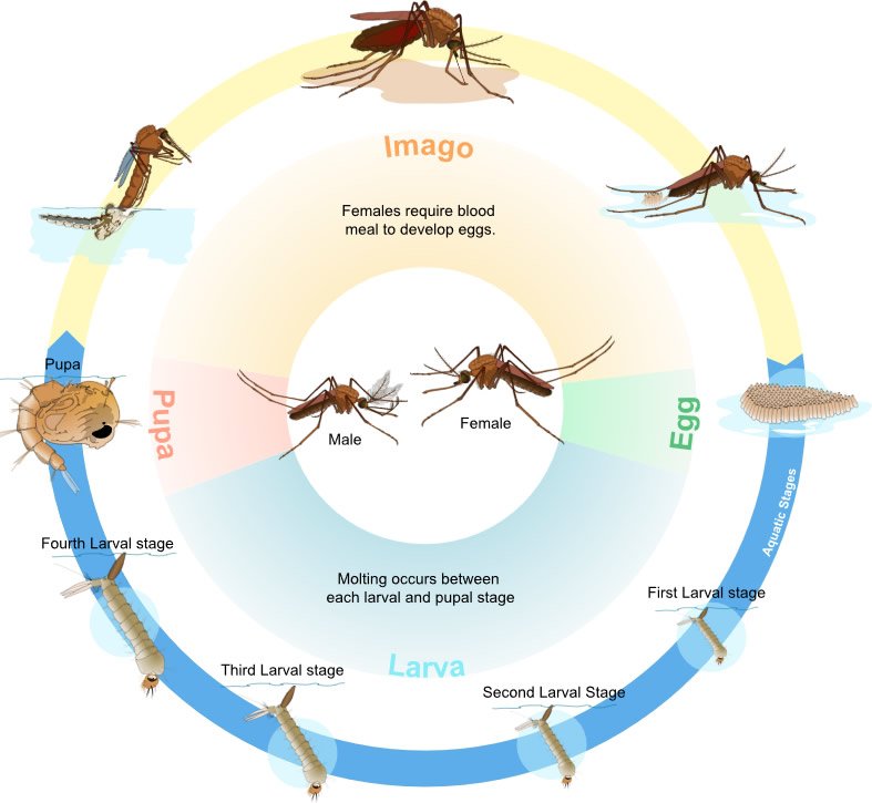 Culex Mosquito Life Cycle