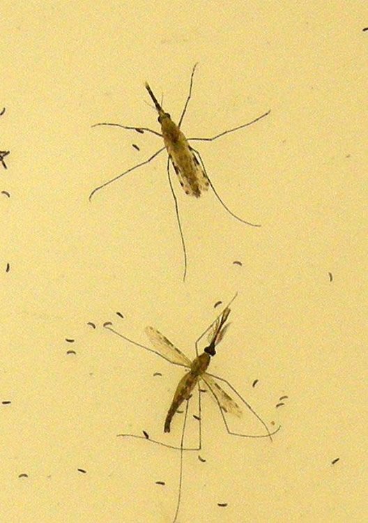 Anopheles gambiae mosquitoes
