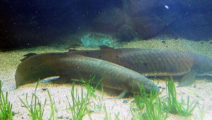 Australian lungfish