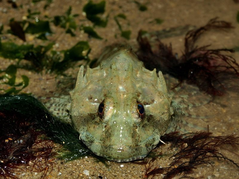 Long-spined sea scorpion