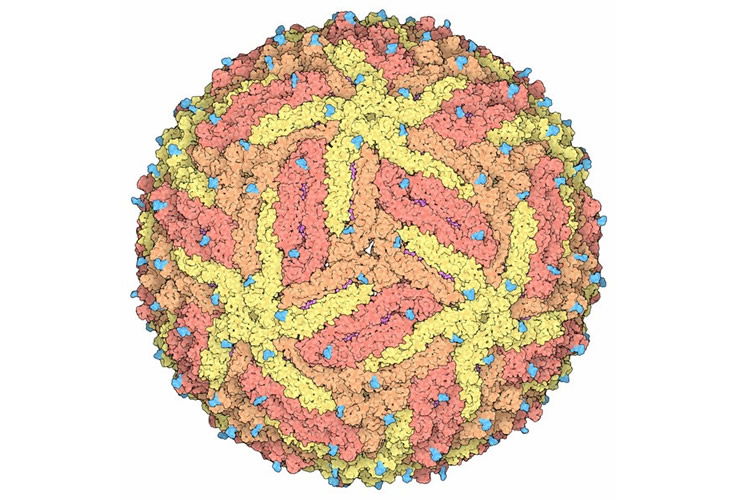 Zika Virus Capsid