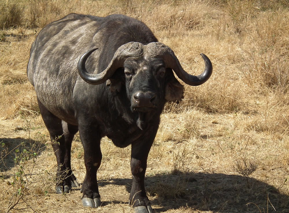 Cape Buffalo