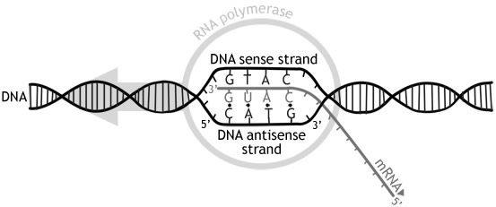 DNA Transcription