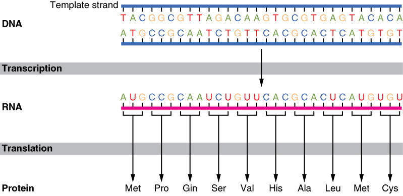 DNA Translation and Codons