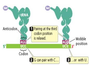 Extended Anticodon