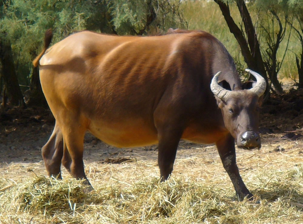 Forest Buffalo