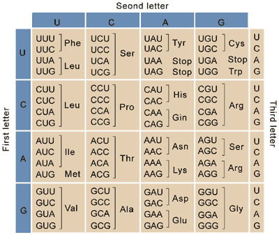 DNA Translation and Codons