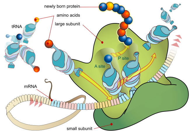 mRNA Translation